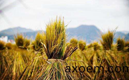 天津(jin)醕基(ji)燃料公司